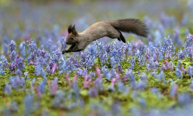 Giappone, lo spettacolo della natura a Hokkaido