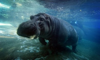 ANIMALI, le foto più belle di gennaio