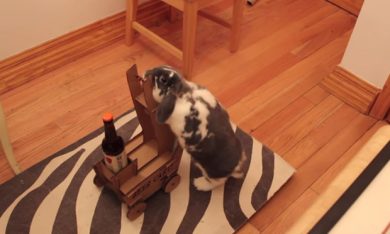 Gola secca? Il coniglio ti porta la birra