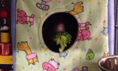 Il topolino odia i broccoli