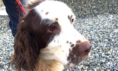 Omicidio Elena Ceste, trovato il cane rimangono da trovare le prove