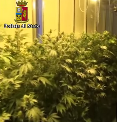 Marijuana come nel film “L’erba di Grace”, il video