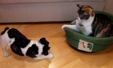 Il cane reclama la sua cuccia