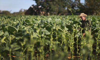 Cuba, vita nei campi dove nasce l’Habano