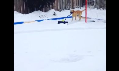 Spalare la neve? Ci pensa il cane