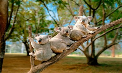 Australia, i nuovi visti: le cose da sapere