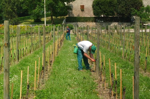 Imu terreni agricoli, proroga e altre novità Imu terreni agricoli, proroga e altre novità
