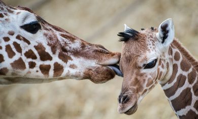 ANIMALI, le foto più belle del mese – Febbraio