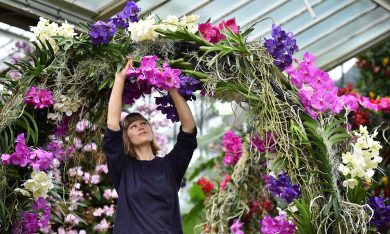 Londra, il fascino delle orchidee in mostra
