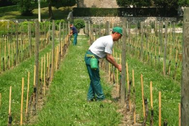 Imu terreni agricoli, ecco chi e quanto deve pagare