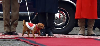 Briciola, il cane mascotte che ha accolto Mattarella