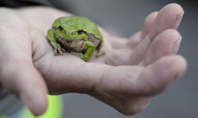 Salvataggio rane in Ungheria