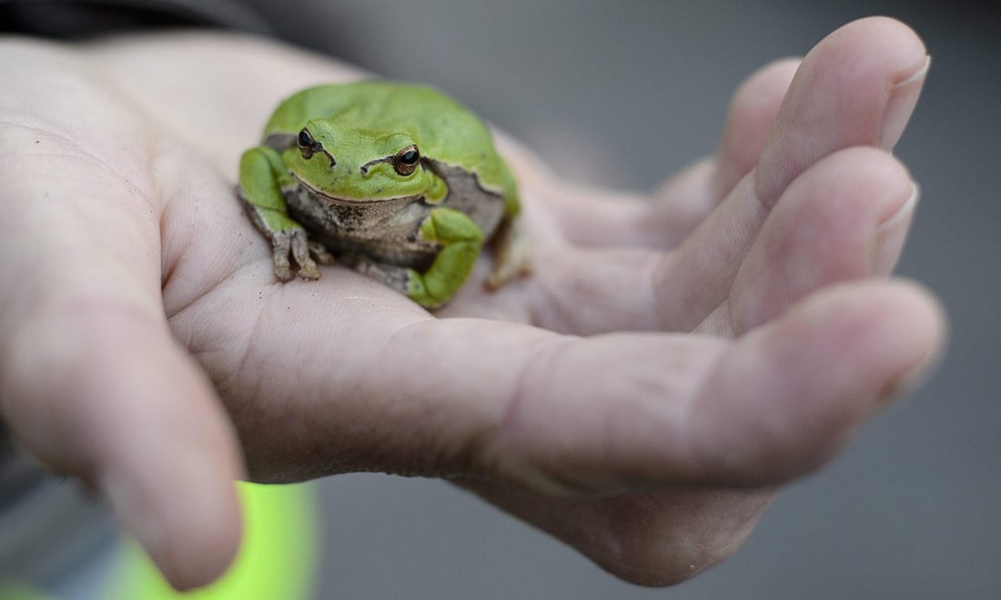 Salvataggio rane in Ungheria Salvataggio rane in Ungheria