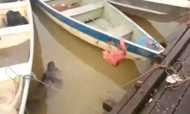 Quanto sono famelici i piranha?