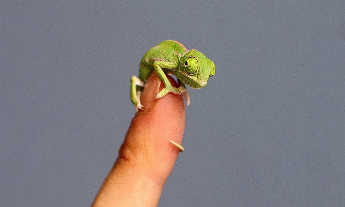 ANIMALI, le foto più belle del mese – Marzo