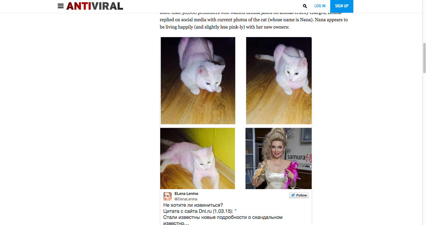 Il gatto rosa è vivo Il gatto rosa è vivo