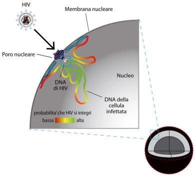Dall’Italia un’importante scoperta sulla cura dell’Hiv