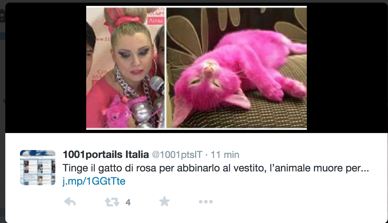 Morto il gatto rosa tinto per una festa Morto il gatto rosa tinto per una festa