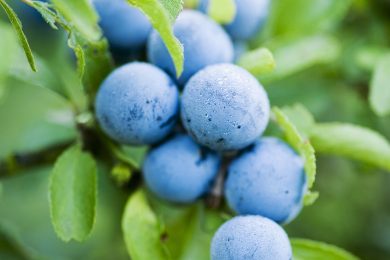 Tumori, 8 cose da sapere sull’integratore al prunus