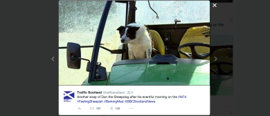 Scozia, cane guida un trattore e finisce in autostrada