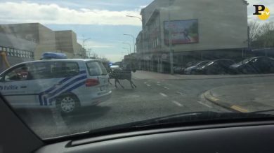 Le zebre invadono Bruxelles