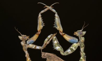 La danza delle mantidi religiose