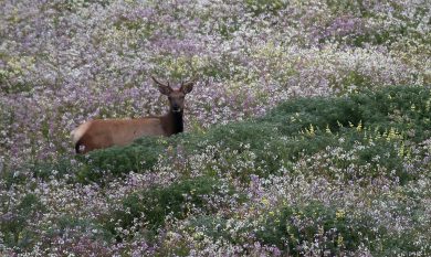 ANIMALI, le foto più belle del mese – Aprile