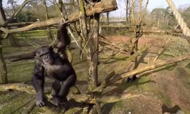 Sei un drone? E io ti abbatto!