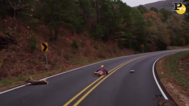 Usa: scontro alce-skater