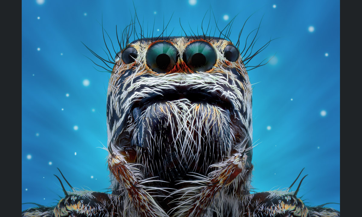 Insetti visti da molto vicino Insetti visti da molto vicino