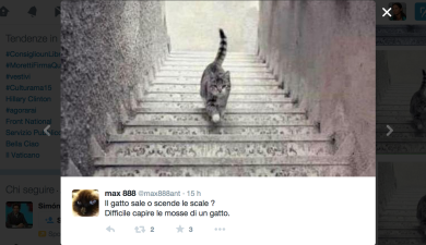 Il gatto che sale e scende le scale, il nuovo tormentone del web