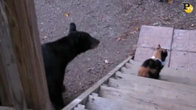 Gatto coraggioso scaccia l’orso