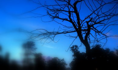 Gli smartphone del futuro verranno dagli alberi