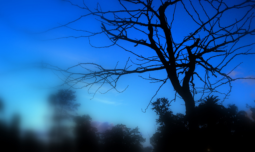 Gli smartphone del futuro verranno dagli alberi Gli smartphone del futuro verranno dagli alberi