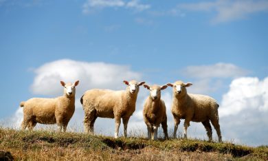 Gli animalisti che offendono chi ama gli animali