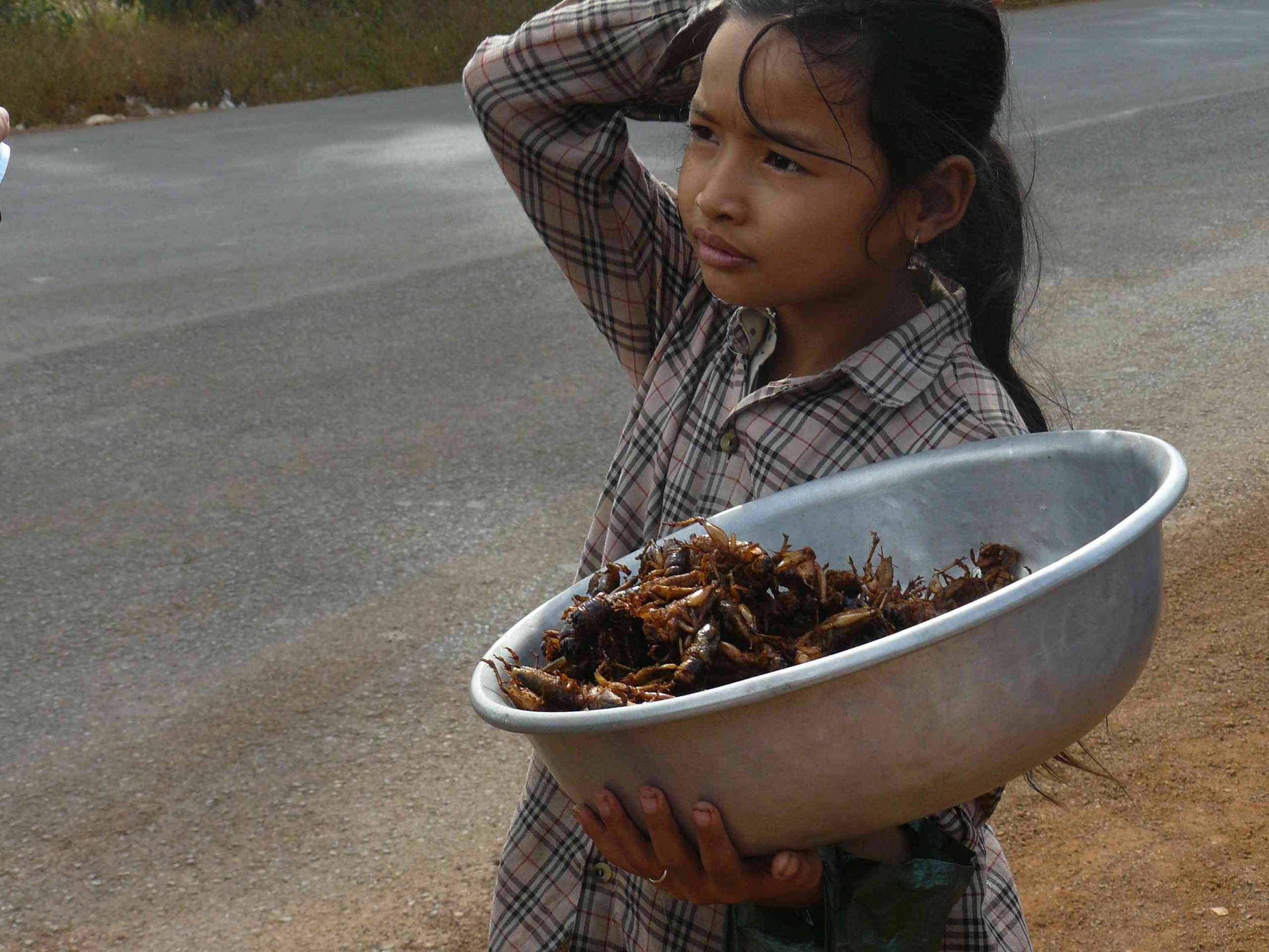 Insetti: nutrienti e ricchi di proteine. Ecco la mia cena a base di formiche Insetti: nutrienti e ricchi di proteine. Ecco la mia cena a base di formiche