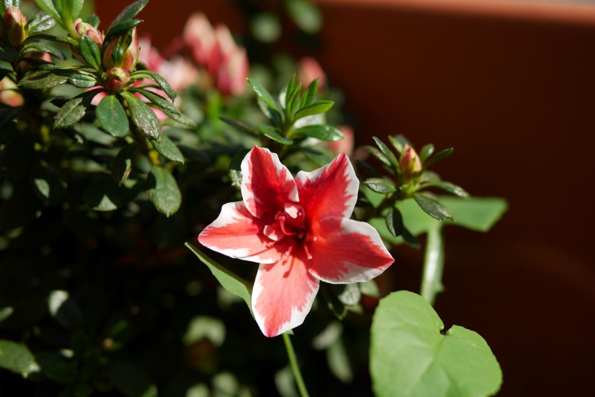 Galleria foto 'Panasonic Lumix DMC GM5, la recensione' - foto 2