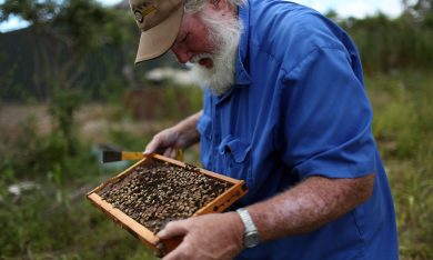 Vita con le api in Florida