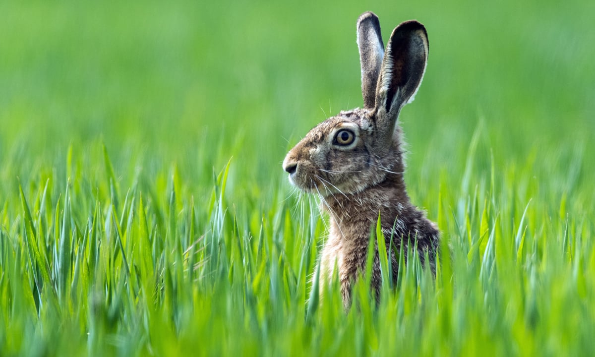 ANIMALI, le foto più belle del mese – Maggio