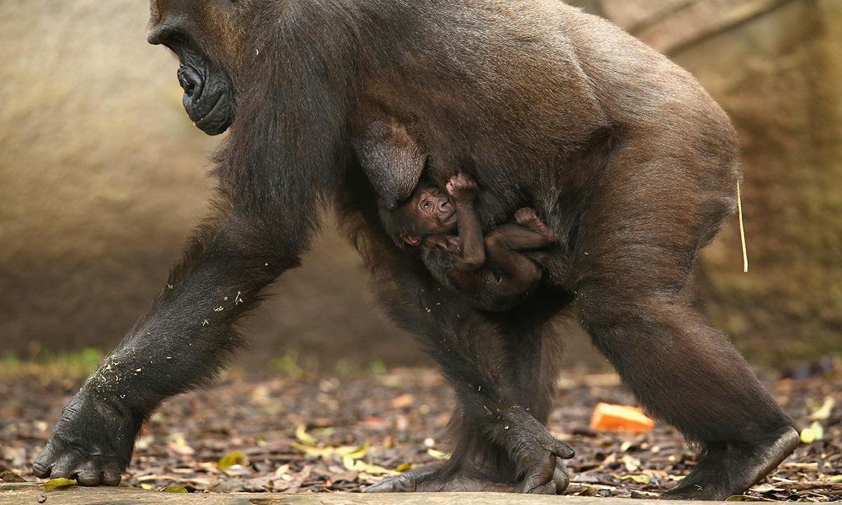 Un cucciolo di gorilla nato allo zoo di Sydney Un cucciolo di gorilla nato allo zoo di Sydney