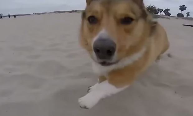 Epic fail, edizione con i cani Epic fail, edizione con i cani