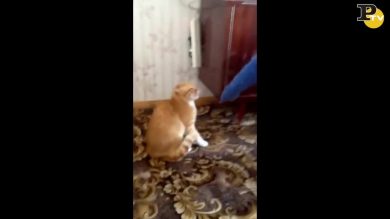Il gatto si ribella al padrone (che fugge)