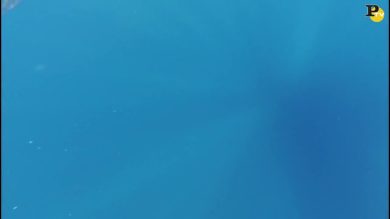 Liguria: lo squalo si libera dall’amo e conquista un pasto