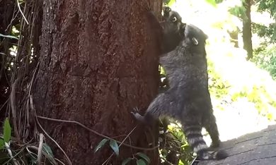 Come scalare un albero? Te lo dice il procione