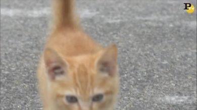 Il gatto ed il fotografo
