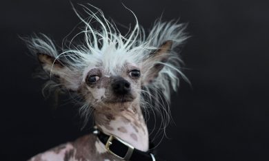 I cani più brutti del mondo