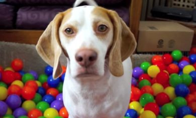 Buon compleanno, cane!