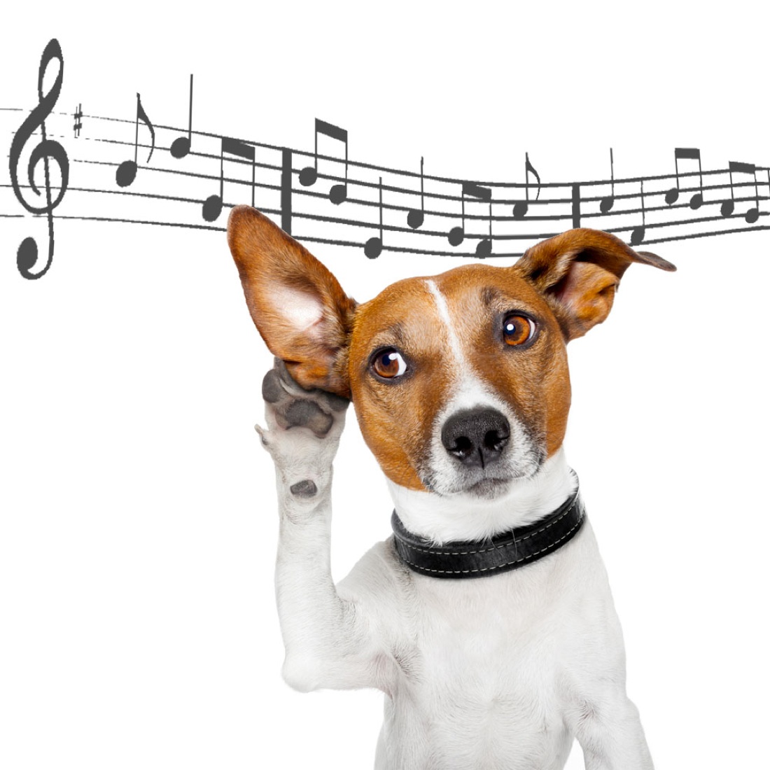 Roero Music Fest, l’appuntamento con la musica che ama gli animali