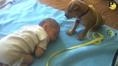 Cucciolo e neonato si addormentano assieme