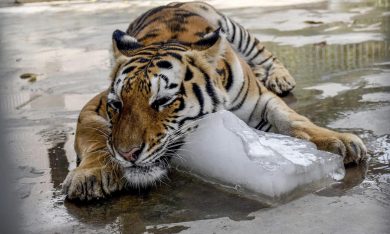 L’ondata di caldo in Pakistan: la sofferenza degli animali